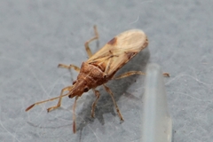 Belonochilus numenius