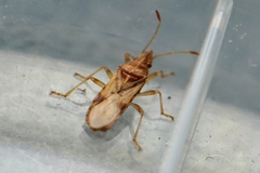 Belonochilus numenius