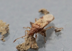 Belonochilus numenius