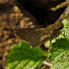 Gegenes pumilio gambica