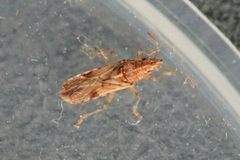 Belonochilus numenius