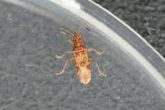 Belonochilus numenius