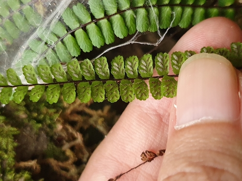 Asplenium trichomanes subsp. quadrivalens image