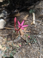 Ipomopsis aggregata bridgesii