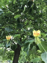 Liriodendron tulipifera