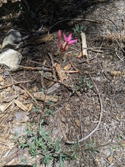 Ipomopsis aggregata bridgesii