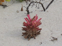 Hyobanche thinophila