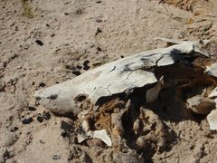 Acipenser fulvescens