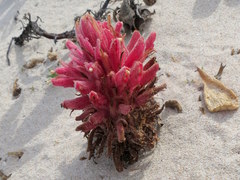 Hyobanche thinophila