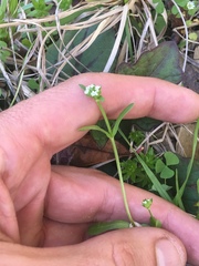 Valerianella radiata