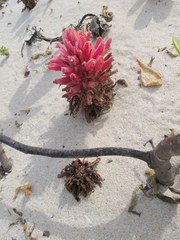 Hyobanche thinophila