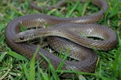Psammophis