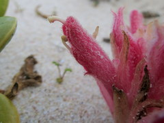Hyobanche thinophila