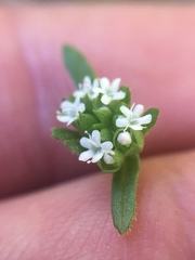 Valerianella radiata