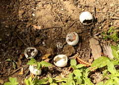 Apalone spinifera emoryi