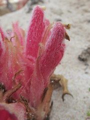 Hyobanche thinophila