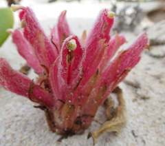 Hyobanche thinophila