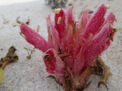 Hyobanche thinophila