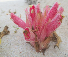 Hyobanche thinophila