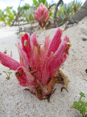 Hyobanche thinophila