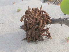 Hyobanche thinophila