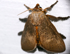 Scopelodes albipalpalis