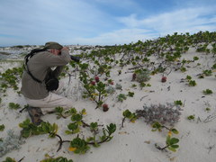 Hyobanche thinophila
