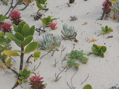 Hyobanche thinophila