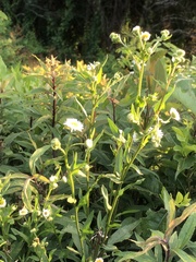 Erigeron pulchellus pulchellus