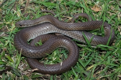 Psammophis