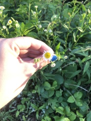 Erigeron pulchellus pulchellus