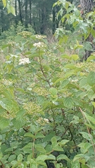 Viburnum scabrellum