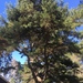 Pinus glabra - Photo (c) Jonathan (JC) Carpenter, μερικά δικαιώματα διατηρούνται (CC BY-NC), uploaded by Jonathan (JC) Carpenter