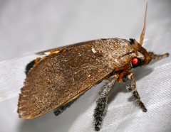 Scopelodes albipalpalis