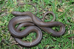Psammophis
