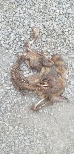 Common Raccoon photographed in Missouri