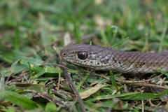 Psammophis