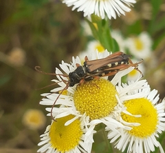 Stenopterus flavicornis