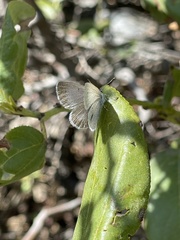 Cupido amyntula