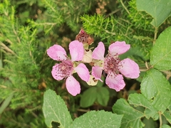 Rubus ulmifolius image