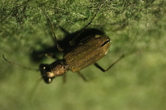 Cylindera germanica