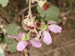 Rubus ulmifolius image