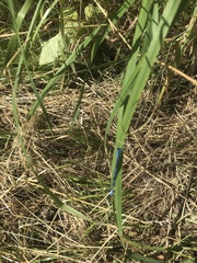 Enallagma cyathigerum