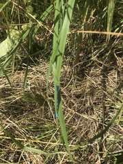 Enallagma cyathigerum