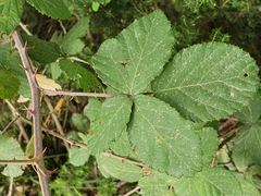 Rubus ulmifolius image