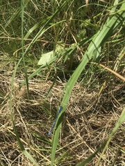 Enallagma cyathigerum