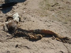 Acipenser fulvescens