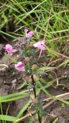 Pedicularis palustris
