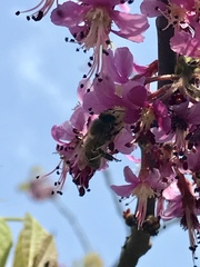 Ungnadia speciosa