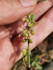 Genista tricuspidata